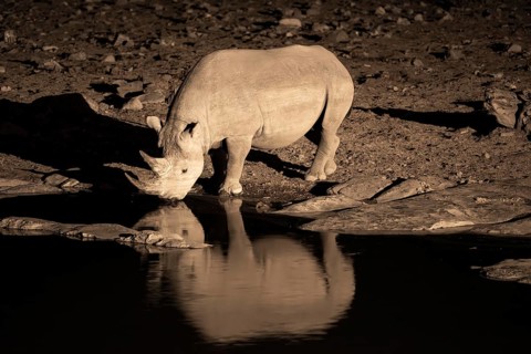 Night shot, black rhino (Diceros bicornis), Okaukuejo waterhole, Etosha National Park, Namibia
