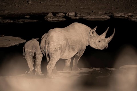 Night photograph, black rhino (Diceros bicornis) with young, Okaukuejo waterhole, Etosha National