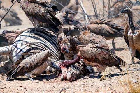 White-backed vulture (Gyps africanus) with bloody head sitting on the head of a dead plains zebra