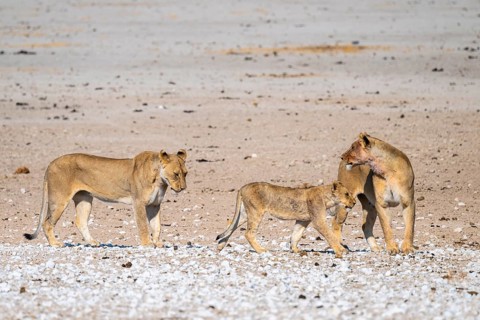 Lioness (Panthera leo) with cubs, Etosha National Park, Namibia