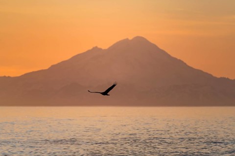 Bald eagle (Haliaeetus leucocephalus) flying in front of mountain silhouettes of the Aleutian chain
