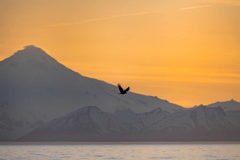 Bald eagle (Haliaeetus leucocephalus) flying in front of mountain silhouettes of the Aleutian chain
