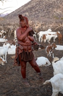 Himba woman milking a goat, traditional Himba village, Kaokoveld, Kunene, Namibia
