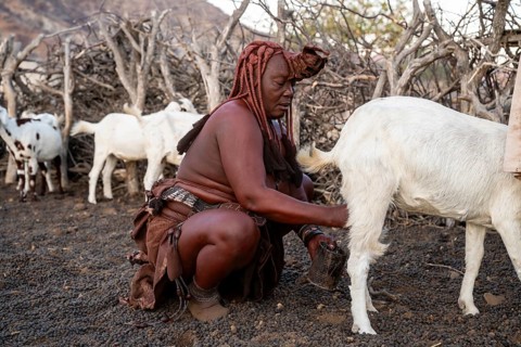 Himba woman milking a goat, traditional Himba village, Kaokoveld, Kunene, Namibia