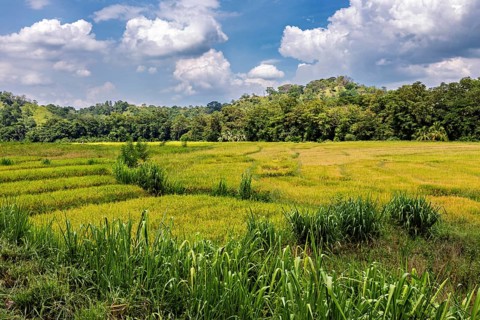 Wide green fields under a blue sky with clouds surrounded by forests, green rice paddies in the