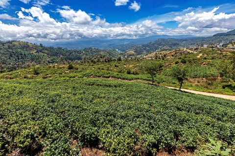 Green hills with lush vegetation and cloudy skies stretch to the horizon, tea plantations near