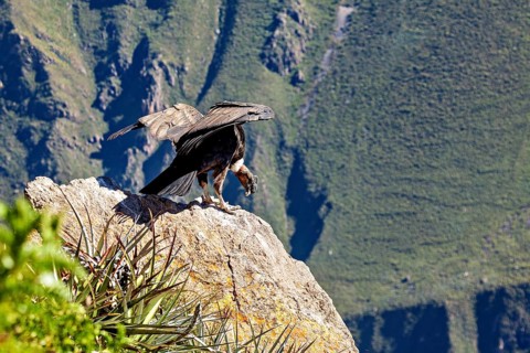 A condor spreads its wings on a rock in a green mountain landscape, The Andean condor (Vultur