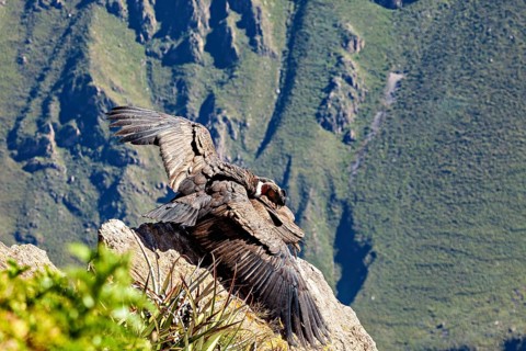 Condors on rocks with outstretched wings in front of green mountains, The Andean condor (Vultur
