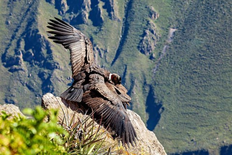 Close-up of condors with wings on rocks against a green background, The Andean condor (Vultur