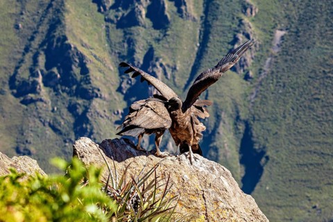 Condors on rocks during wing lifting in front of a mountain backdrop, The Andean condor (Vultur