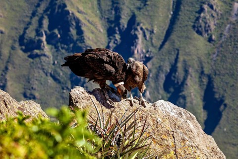 Condors on rocks in a mountainous environment with green plants in the foreground, The Andean