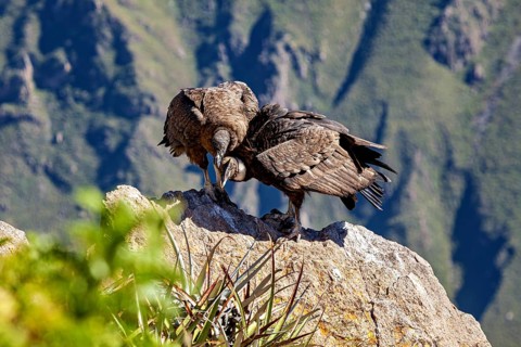 A pair of condors shows proximity on a rock in a natural environment, The Andean condor (Vultur