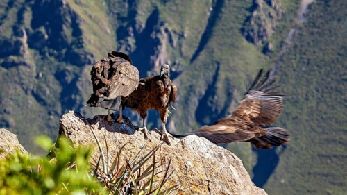Two condors over rocks in a mountain landscape with outstretched wings, The Andean condor (Vultur