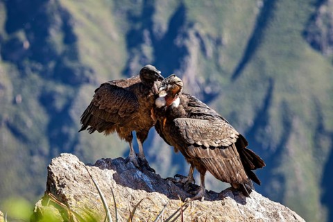 Two condors standing close together on a rock in the middle of a mountain backdrop, The Andean
