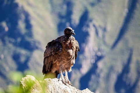 A lone condor stands proudly on a rock with mountains in the background, The Andean condor (Vultur