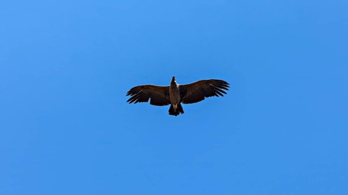 A condor can be seen from below with outstretched wings in the clear blue sky, The Andean condor