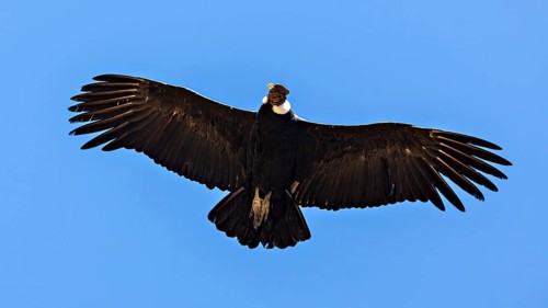 Close-up of a condor with outstretched wings in the blue sky, The Andean condor (Vultur gryphus) at
