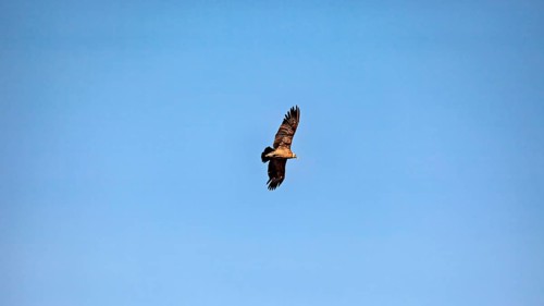 An eagle soars with outstretched wings in the clear blue sky, The Andean condor (Vultur gryphus) at