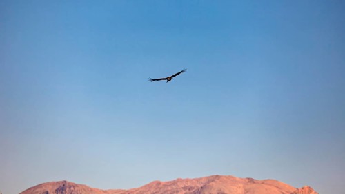 A condor hovers in the sky in front of a mountain horizon at sunset, The Andean condor (Vultur