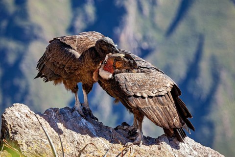 A pair of condors standing close together on a rock against a green mountain backdrop, The Andean