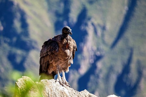A condor sits majestically on a rock with a mountain backdrop, The Andean condor (Vultur gryphus)