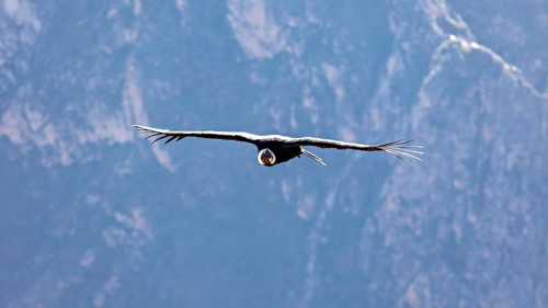 A condor flies with outstretched wings over a mountain landscape under a blue sky, The Andean