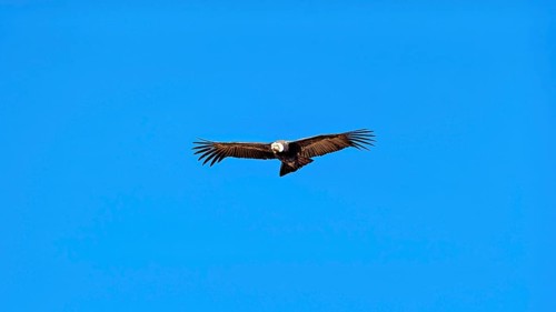 A condor glides with outstretched wings in the clear blue sky, The Andean condor (Vultur gryphus)