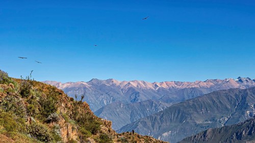 Majestic mountain landscape with condors crossing the blue sky, The Andean condor (Vultur gryphus)