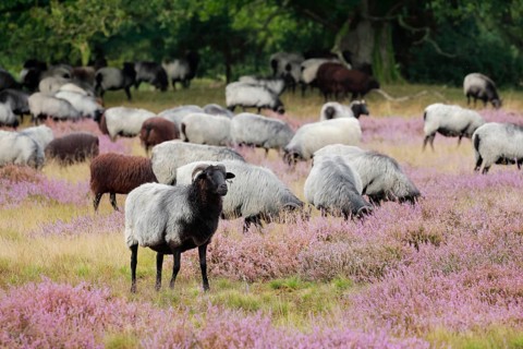 Heidschnucken eating in the midst of the blooming Lüneburger Heide, Lower Saxony, Germany