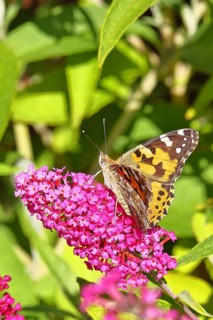 Thistle butterfly (Vanessa cardui) on a Buddleja davidii flower, Wilnsdorf, North Rhine-Westphalia,