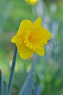 Daffodil (Narcissus), yellow flower in a garden, close-up, Wilnsdorf, North Rhine-Westphalia,