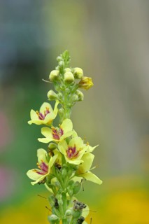 Dark mullein (Verbascum nigrum), flowers, inflorescence, in a natural garden, close-up, Wilnsdorf,