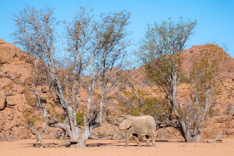 African elephant (Loxodonta africana), desert elephant in barren desert landscape, riverbed of the