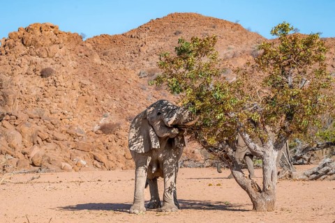 African elephant (Loxodonta africana), desert elephant in barren desert landscape, eating leaves in