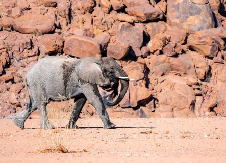 Young African elephant (Loxodonta africana), desert elephant, near the Ugab River, Damaraland,
