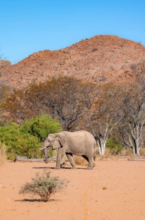 African elephant (Loxodonta africana), desert elephant in barren desert landscape, riverbed of the
