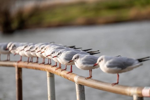 Black-headed gulls in winter dress, on a railing on the Rhine near Duisburg-Walsum, North
