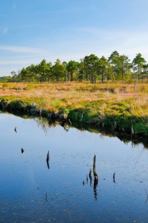 Pine forest and dead wood near Seelein in Pitzmoor in the Lüneburger Heide nature park Park near