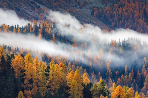 Coniferous forest with larch and spruce trees crossed by clouds of fog, Engadin, Canton of
