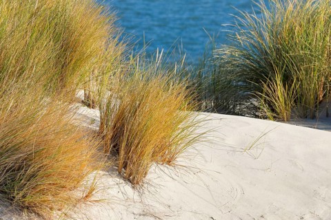 Sand dunes on the elbow on the island of Sylt, Germany