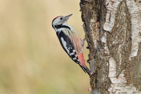 Middle woodpecker (Dendrocopos medius), foraging on the trunk of a common birch (Betula pendula),