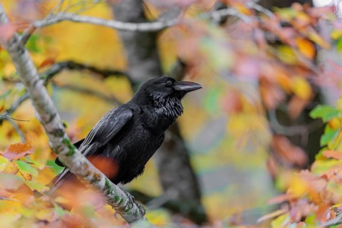 A common raven (Corvus corax) sits in an autumnal colored tree. Austria
