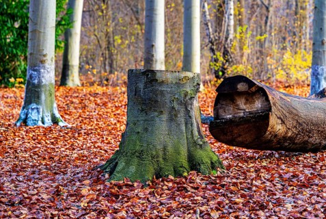 Protection against beaver damage, with whitish paint containing quartz sand, painted trees in the