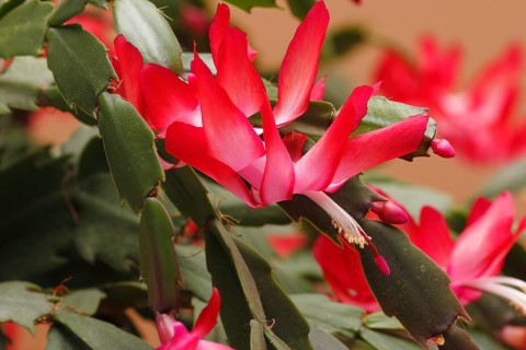 Christmas cactus (Schlumbergera truncata), flowers, in studio, North Rhine-Westphalia, Germany