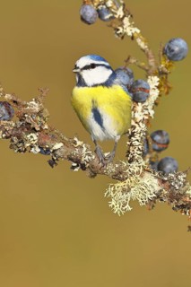 Blue tit (Parus caeruleus), sitting on a branch in a blackthorn bush, (Prunus spinosa), sloes, with