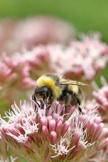 Forest bumblebee (Bombus sylvarum) sitting on common water can (Asteraceae), close-up, Wilnsdorf,