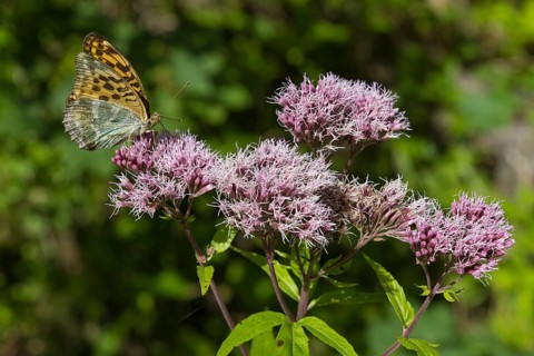 Pearl butterfly (Argynnis indet), butterfly on the flowers of a plant, close-up, wetland, Upper