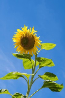Sunflower (Helianthus annuus) against a blue sky, Bavaria, Germany