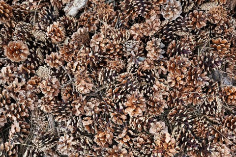 Countless dry pine cones (Pinus), Scots pine (Pinus sylvestris), forest floor, view from above,