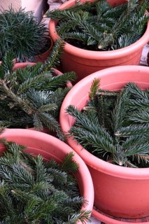 Pine branches as frost protection on flower pots, winter, Germany